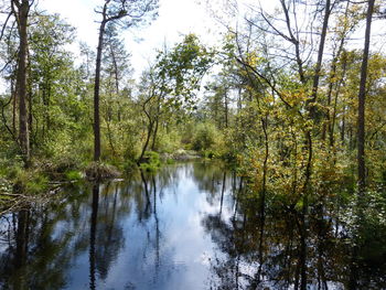 Scenic view of river amidst trees in forest