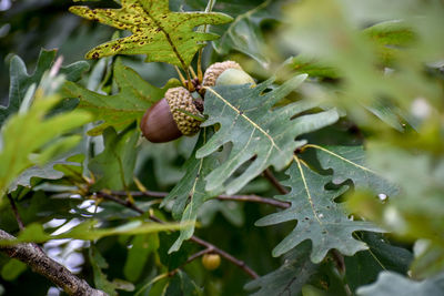 Close-up of berries growing on tree