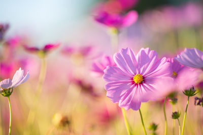 Close-up of pink cosmos flowers