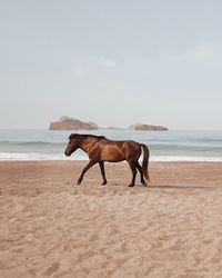 Horse on beach