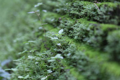 Close-up of fresh green leaves