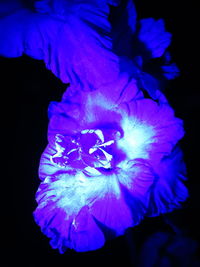 Close-up of purple flower against black background