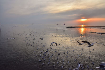 Seagulls on sea shore against sky during sunset