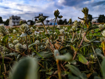 Close-up of flowering plants on field