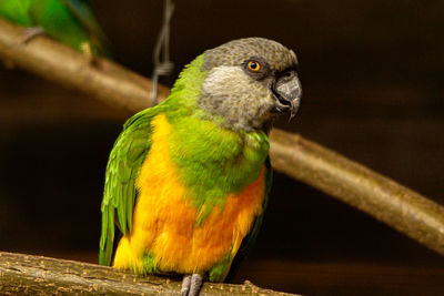 Close-up of parrot perching on wood