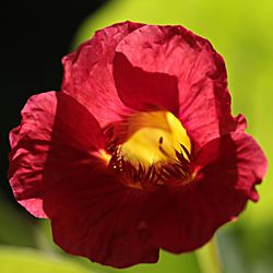 Close-up of red flower