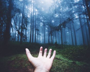 Close-up of hand on tree in forest