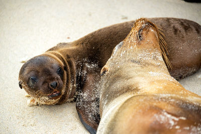 Sea lions lying on sand at beach