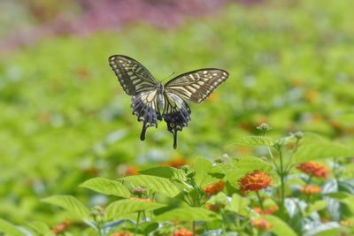 Butterfly on flower