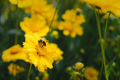 Close-up of bee pollinating on yellow flower