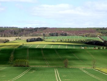 Scenic view of agricultural field against sky