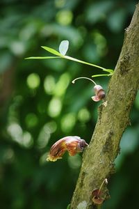 Close-up of snail on tree