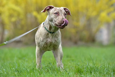 Dog looking away on field