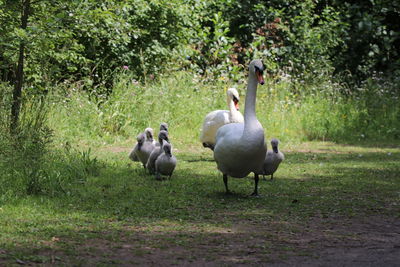 Ducks on a field