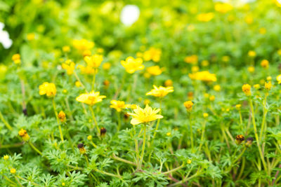 Close-up of yellow flowering plants on field