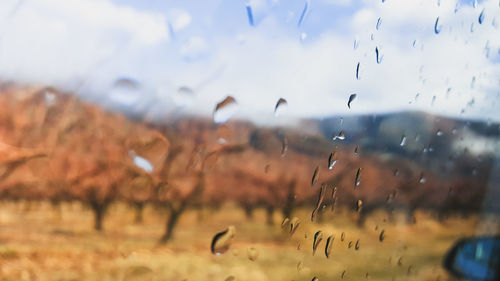 Close-up of wet birds flying against sky