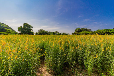 Scenic view of oilseed rape field against sky