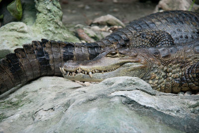 Crocodiles by rock