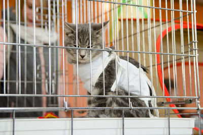  sad sterilized cat in a bandage in a metal cage for an exhibition