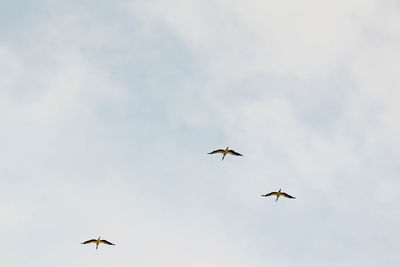 Migrating storks at the end of summer season.