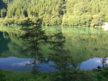 Scenic view of lake by trees in forest