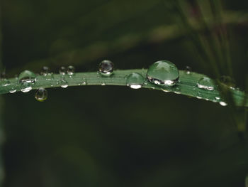 Close-up of water drops on blade of plant