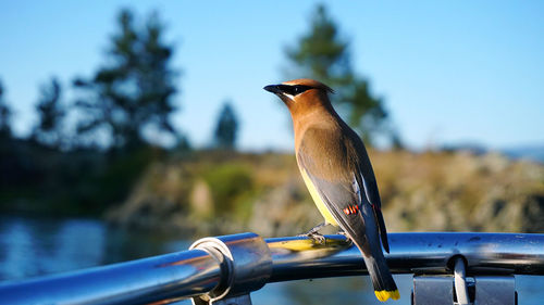 Close-up of bird perching on railing against blue sky