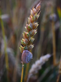 Close-up of flower buds