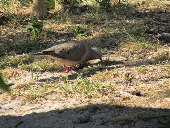 Close-up of bird perching on field