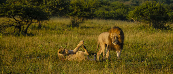 Lioness running on grassy field