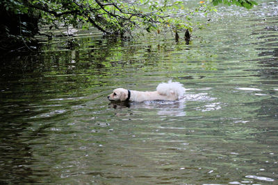 Dogs in water