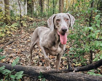 Dog standing on tree trunk and dry leaves in forest