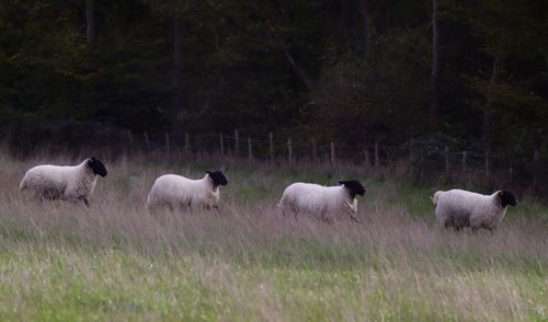 Sheep in a field