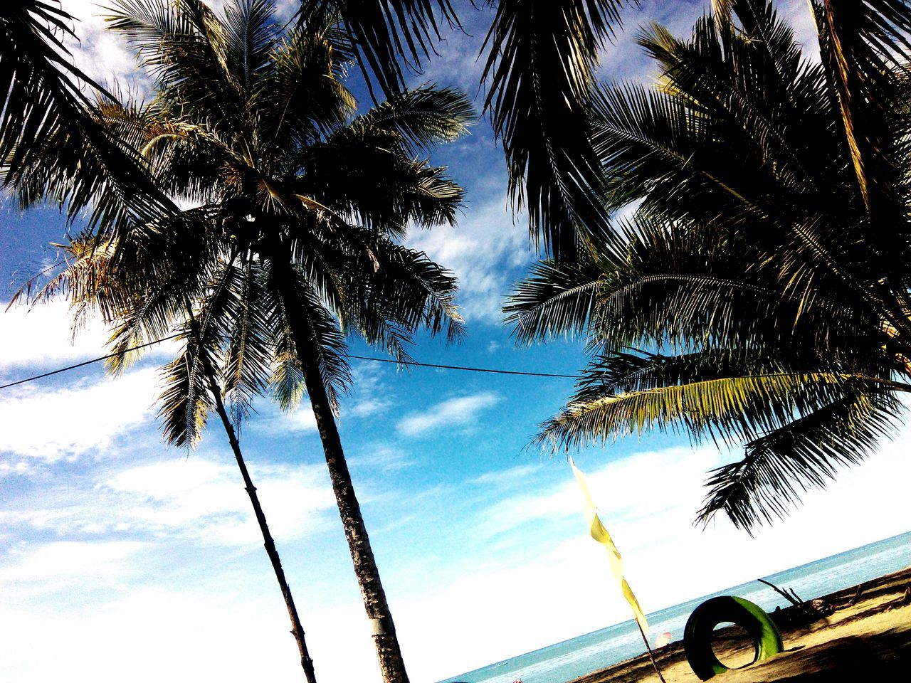 palm tree, tree, tropical climate, sky, plant, cloud - sky, nature, low angle view, beauty in nature, no people, trunk, growth, tree trunk, tranquility, scenics - nature, day, outdoors, palm leaf, sunlight, water, coconut palm tree, tropical tree