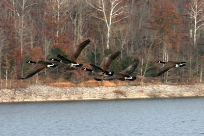Birds flying over lake