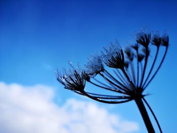 Low angle view of blue flower against sky