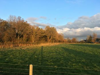 Trees on field against sky