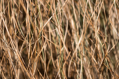 Full frame shot of wheat plants