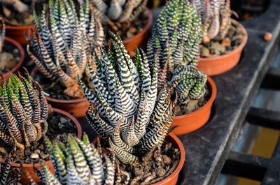 High angle view of potted plant for sale in market