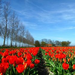 Red poppy flowers blooming on field against sky