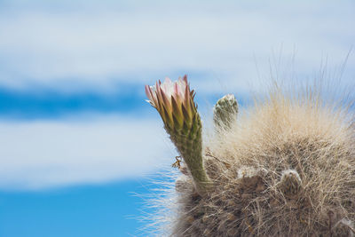 Plant growing on beach