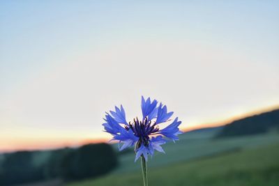 Close-up of cosmos flower against clear sky