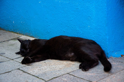 Black cat lying on footpath