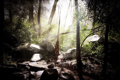 Trees in forest