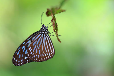 Close-up of butterfly