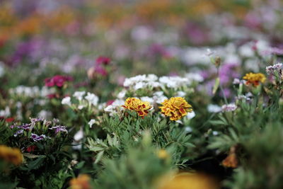 Close-up of yellow flowering plants on field