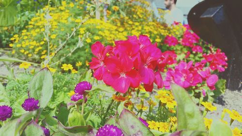 Close-up of pink flowers blooming outdoors