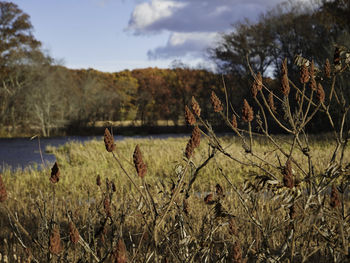 Plants growing on land against sky