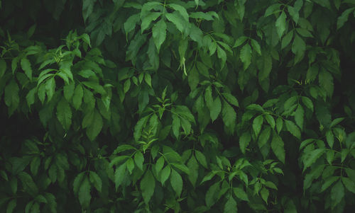 Full frame shot of fresh green plants