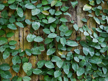 Full frame shot of leaves